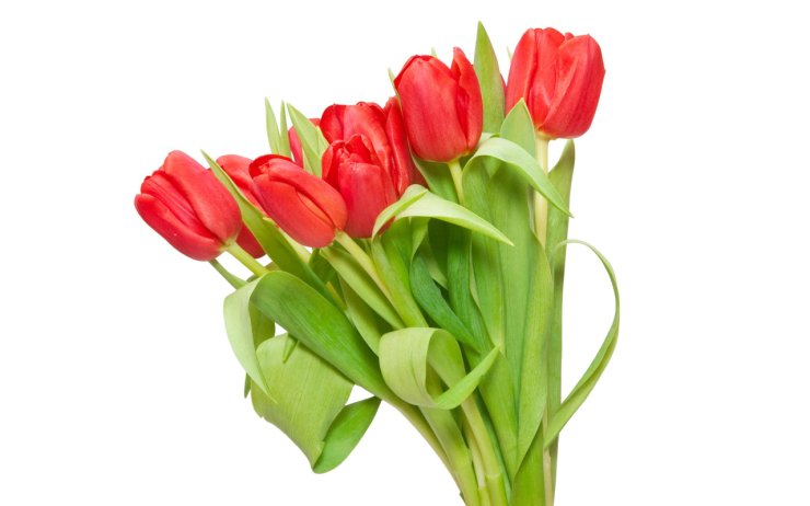 Tulipany - tulipany291.jpg